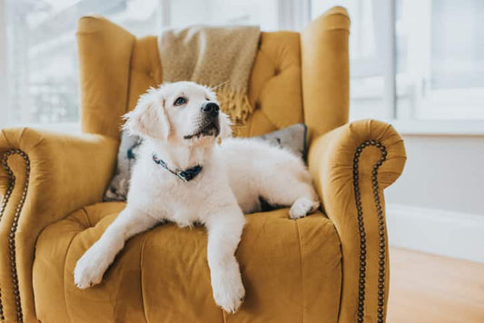 How to Use Dog Hashtags to Boost Engagement on Instagram
